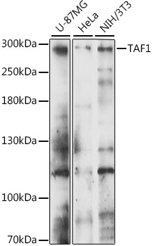 Western blot analysis of extracts of various cell lines using TAF1 Polyclonal Antibody at 1:1000 dilution.