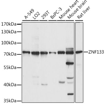 Western blot analysis of extracts of various cell lines using ZNF133 Polyclonal Antibody at 1:1000 dilution.