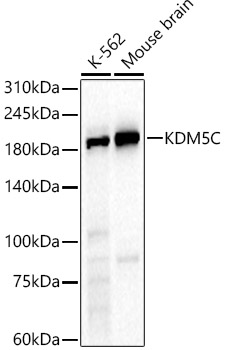 Western blot analysis of various lysates using KDM5C Polyclonal Antibody at 1:2000 dilution.