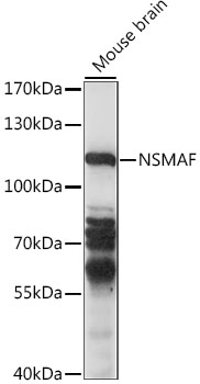 Western blot analysis of extracts of mouse brain using NSMAF Polyclonal Antibody at 1:1000 dilution.