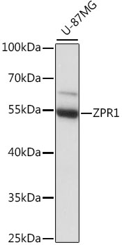 Western blot analysis of extracts of U-87MG cells using ZPR1 Polyclonal Antibody at 1:1000 dilution.