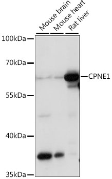 Western blot analysis of extracts of various cell lines using CPNE1 Polyclonal Antibody at 1:1000 dilution.