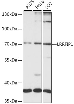 Western blot analysis of extracts of various cell lines using LRRFIP1 Polyclonal Antibody at 1:1000 dilution.