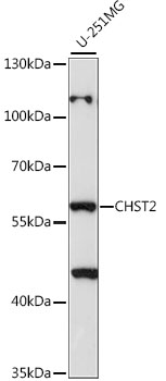 Western blot analysis of extracts of U-251MG cells using CHST2 Polyclonal Antibody at 1:1000 dilution.