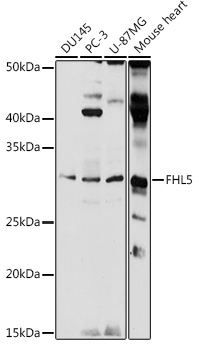 Western blot analysis of extracts of various cell lines using FHL5 Polyclonal Antibody at 1:1000 dilution.