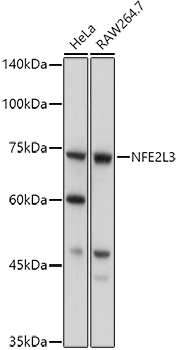 Western blot analysis of extracts of various cell lines using NFE2L3 Polyclonal Antibody at 1:1000 dilution.