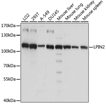 Western blot analysis of extracts of various cell lines using LPIN2 Polyclonal Antibody at 1:1000 dilution.