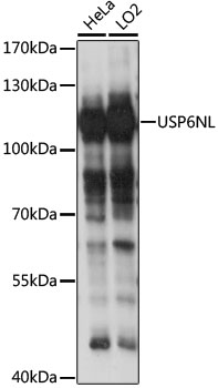 Western blot analysis of extracts of various cell lines using USP6NL Polyclonal Antibody at 1:1000 dilution.