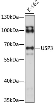 Western blot analysis of extracts of K-562 cells using USP3 Polyclonal Antibody at 1:1000 dilution.