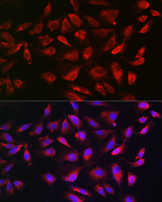 Immunofluorescence analysis of U2OS cells using Bim Polyclonal Antibody at dilution of 1:200 (40x lens). Blue: DAPI for nuclear staining.