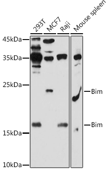 Western blot analysis of extracts of various cell lines using Bim Polyclonal Antibody at 1:1000 dilution.