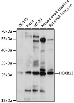 Western blot analysis of extracts of various cell lines using HOXB13 Polyclonal Antibody at 1:1000 dilution.