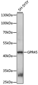 Western blot analysis of extracts of SH-SY5Y cells using GPR45 Polyclonal Antibody at 1:1000 dilution.