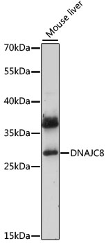 Western blot analysis of extracts of mouse liver using DNAJC8 Polyclonal Antibody at 1:1000 dilution.