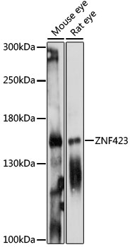 Western blot analysis of extracts of various cell lines using ZNF423 Polyclonal Antibody at 1:1000 dilution.