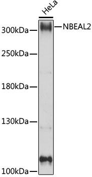 Western blot analysis of extracts of HeLa cells using NBEAL2 Polyclonal Antibody at 1:1000 dilution.