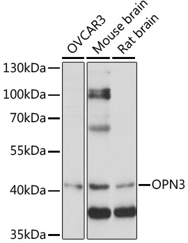 Western blot analysis of extracts of various cell lines using OPN3 Polyclonal Antibody at 1:1000 dilution.