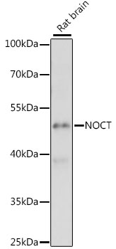 Western blot analysis of extracts of rat brain using NOCT Polyclonal Antibody at 1:1000 dilution.