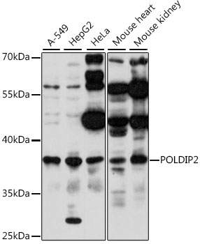 Western blot analysis of extracts of various cell lines using POLDIP2 Polyclonal Antibody at 1:1000 dilution.