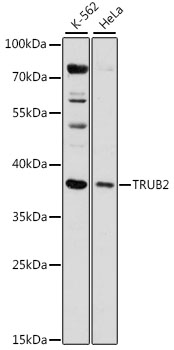 Western blot analysis of extracts of various cell lines using TRUB2 Polyclonal Antibody at 1:1000 dilution.