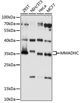 Western blot analysis of extracts of various cell lines using MMADHC Polyclonal Antibody at 1:1000 dilution.