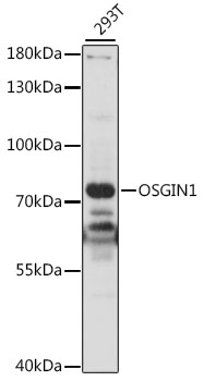 Western blot analysis of extracts of 293T cells using OSGIN1 Polyclonal Antibody at 1:1000 dilution.