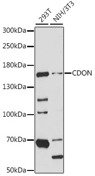 Western blot analysis of extracts of various cell lines using CDON Polyclonal Antibody at 1:1000 dilution.