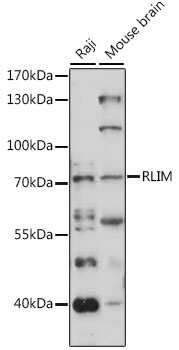 Western blot analysis of extracts of various cell lines using RLIM Polyclonal Antibody at 1:1000 dilution.