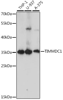 Western blot analysis of extracts of various cell lines using TIMMDC1 Polyclonal Antibody at 1:1000 dilution.