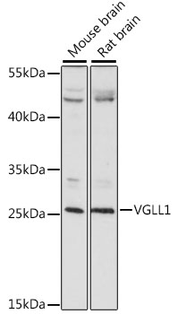 Western blot analysis of extracts of various cell lines using VGLL1 Polyclonal Antibody at 1:1000 dilution.