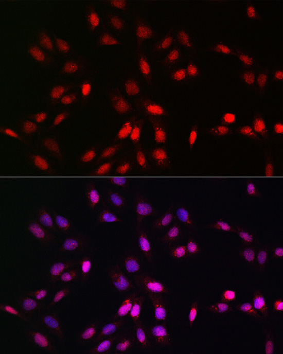 Immunofluorescence analysis of U2OS cells using UFM1 Polyclonal Antibody at dilution of 1:100 (40x lens). Blue: DAPI for nuclear staining.