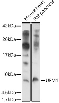 Western blot analysis of extracts of various cell lines using UFM1 Polyclonal Antibody at 1:1000 dilution.