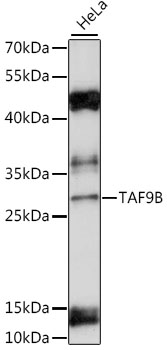 Western blot analysis of extracts of HeLa cells using TAF9B Polyclonal Antibody at 1:1000 dilution.