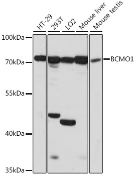 Western blot analysis of extracts of various cell lines using BCMO1 Polyclonal Antibody at 1:1000 dilution.