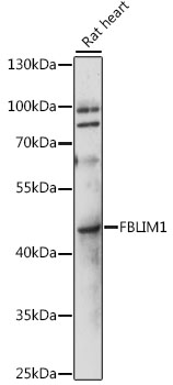 Western blot analysis of extracts of rat heart using FBLIM1 Polyclonal Antibody at 1:1000 dilution.