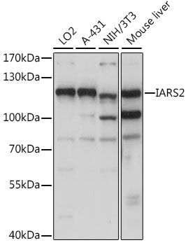 Western blot analysis of extracts of various cell lines using IARS2 Polyclonal Antibody at 1:1000 dilution.