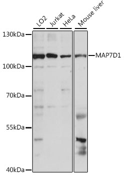 Western blot analysis of extracts of various cell lines using MAP7D1 Polyclonal Antibody at 1:1000 dilution.