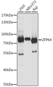 Western blot analysis of extracts of various cell lines using ZFP64 Polyclonal Antibody at 1:1000 dilution.