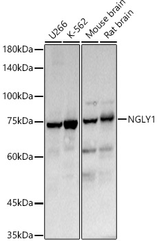 Western blot analysis of extracts of various cell lines using NGLY1 Polyclonal Antibody at 1:900 dilution.