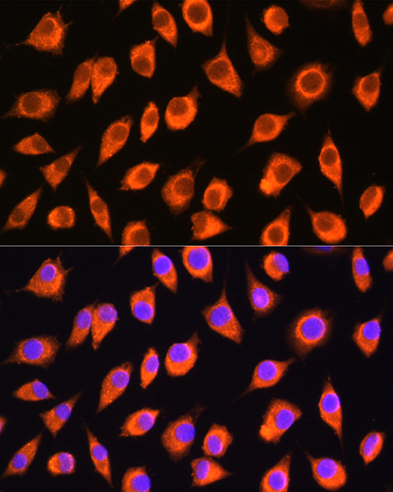 Immunofluorescence analysis of L929 cells using LMBRD1 Polyclonal Antibody at dilution of 1:100. Blue: DAPI for nuclear staining.