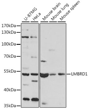 Western blot analysis of extracts of various cell lines using LMBRD1 Polyclonal Antibody at 1:1000 dilution.