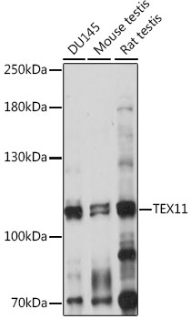 Western blot analysis of extracts of various cell lines using TEX11 Polyclonal Antibody at 1:1000 dilution.