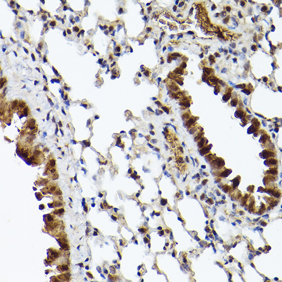 Immunohistochemistry of paraffin-embedded mouse lung using UBQLN4 Polyclonal Antibody at dilution of 1:100 (40x lens).Perform high pressure antigen retrieval with 10 mM citrate buffer pH 6.0 before commencing with IHC staining protocol.