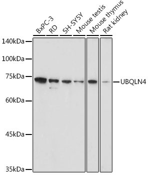 Western blot analysis of extracts of various cell lines using UBQLN4 Polyclonal Antibody at 1:1000 dilution.