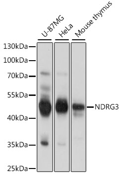 Western blot analysis of extracts of various cell lines using NDRG3 Polyclonal Antibody at 1:1000 dilution.