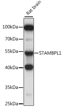 Western blot analysis of extracts of rat brain using STAMBPL1 Polyclonal Antibody at 1:1000 dilution.