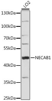 Western blot analysis of extracts of LO2 cells using NECAB1 Polyclonal Antibody at 1:1000 dilution.