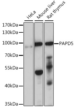 Western blot analysis of extracts of various cell lines using PAPD5 Polyclonal Antibody at 1:1000 dilution.