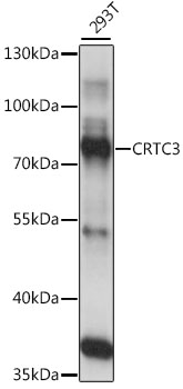 Western blot analysis of extracts of 293T cells using CRTC3 Polyclonal Antibody at 1:1000 dilution.