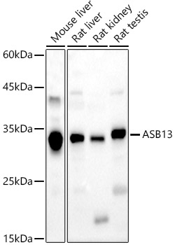 Western blot analysis of various lysates using ASB13 Polyclonal Antibody at 1:1000 dilution.